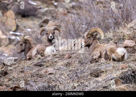 Group of Rocky Mountain Bighorn Sheep (Ovis canadensis) in Clear Creek Canyon off of Peaks to Plains Trail - near Golden, Colorado, USA Stock Photo