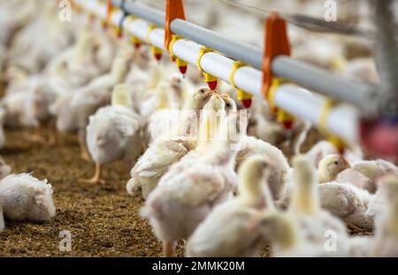 Chickens are drinking water in close farm, temperature and light control , Thailand. Stock Photo