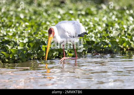 yellow-bellied-stork-drinking-in-lake-stock-photo-alamy