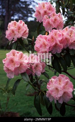 RHODODENDRON BUSH IN FULL BLOOM. Stock Photo