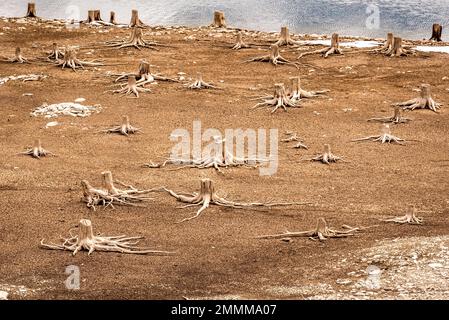 Dead tree stumps in cracked soil on the edge of the Spray Lakes Reservoir in Kananaskis Country, Alberta Stock Photo