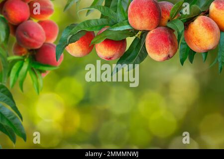 peaches growing on tree branch in garden on green blurred background Stock Photo