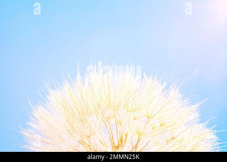 Big dandelion in the sunlight on a background of sky Stock Photo