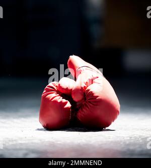 Pug dog boxer punching with red leather boxing gloves Stock Photo