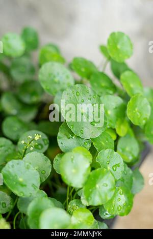 Greenery umbrella shape leaf of Water pennywort with raindrops on circle leaves, this plant know as  Stock Photo