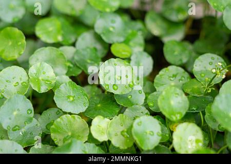 Greenery umbrella shape leaf of Water pennywort with raindrops on circle leaves, this plant know as  Stock Photo