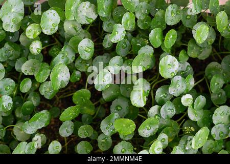 Greenery umbrella shape leaf of Water pennywort with raindrops on circle leaves, this plant know as  Stock Photo