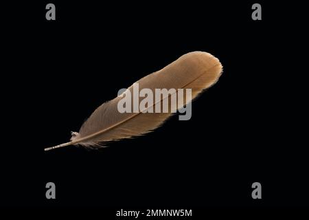 Brown feather isolated on black background. Stock Photo