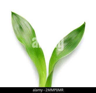 Green bamboo leaves on white background Stock Photo