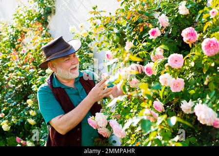 Senior man planting flowers at summer garden. Farmer in garden cutting roses. Mature old man taking care of rose bushes, working in the garden Stock Photo