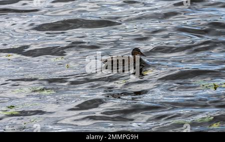 Ducks sit on pipe that goes into water of lake. Water near shore is covered with water lily leaves. One of ducks thoughtfully watches her own reflecti Stock Photo