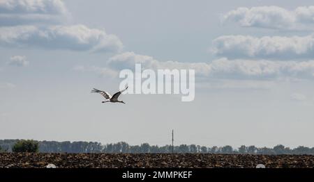 stork flying on background of colored fields, copy-space. Stock Photo