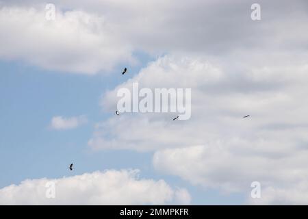 stork flying on background of colored fields, copy-space. Stock Photo