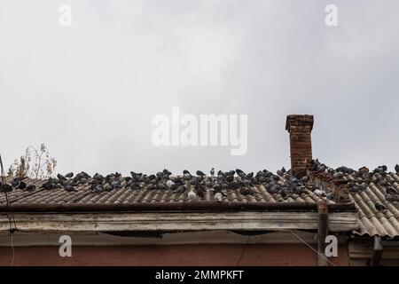 A group of gray pigeons are sitting on the roof of an old house. Stock Photo