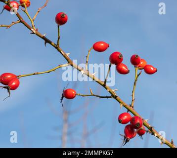 Red rosehip berries on bush growing in winter forest. Ripe medicinal fruits of briar. Stock Photo