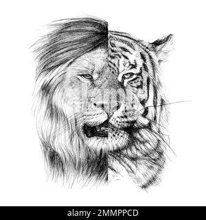 Lion Hand Drawn. Animal Drawing. Nature. Wildlife Sketch. Tiger