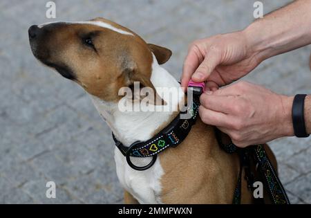 https://l450v.alamy.com/450v/2mmpwxn/czech-entrepreneur-robert-hasek-attaches-a-doggy-fitness-tracker-to-the-collar-of-his-pet-bull-terrier-during-a-demonstration-in-prague-czech-republic-friday-aug-10-2018-the-actijoy-fitness-tracker-system-not-only-tracks-activity-but-also-how-rigorous-it-is-and-comes-with-a-internet-connected-bowl-that-monitors-food-and-water-consumption-to-make-sure-the-dog-has-a-healthy-lifestyle-ap-photopetr-david-josek-2mmpwxn.jpg