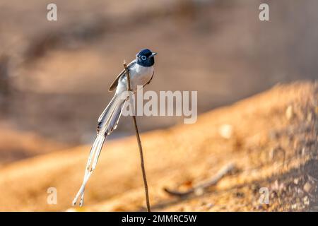 Beautiful bird Malagasy paradise flycatcher (Terpsiphone mutata), Male white phase, endemic species of bird in the family Monarchidae. Kirindy forest. Stock Photo