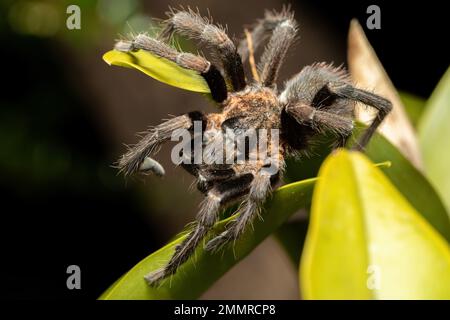 Big scary spider, tarantula family hunting at night. Tarantula (Sericopelma melanotarsum). Curubande de Liberia, Costa Rica wildlife Stock Photo