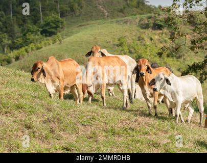 Brahmans are a common cattle breed in Queensland, Australia, Young herd roaming in Far North Queensland. Stock Photo