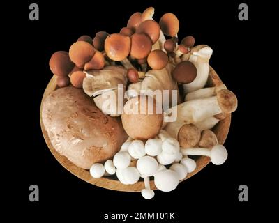 Set view of various whole mushrooms, in kitchen ingredients theme, are on black background decorated with rosemary and dry natural elements... Stock Photo