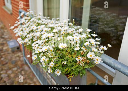Wild common daisies in the lawn. Common small daises in the lawn. Stock Photo
