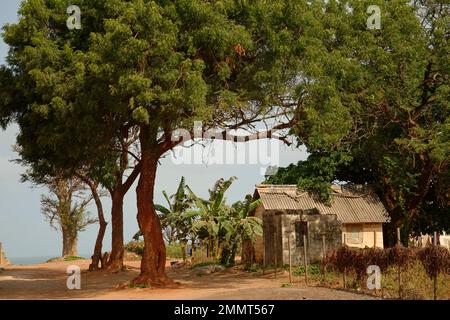 Street scene in The Gambia, West Africa. A sub tropical warm and sunny winter sun destination for Northern Europeans. Banana trees and a small house. Stock Photo