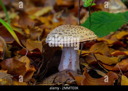 this mushroom is an amanita rubescens and it grows in the forest.