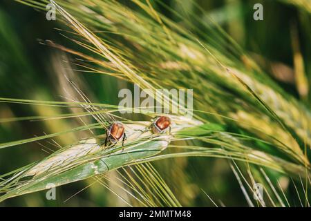 Insects Pest Of Agricultural Crops Grain Beetles On Wheat Ear On Background Of Wheat Field. Bread Beetle, Or Kuzka Anisoplia Austriaca Is Beetle Of Stock Photo