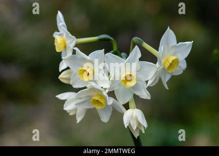 Closeup view of cluster of white flowers of narcissus papyraceus aka paperwhite blooming outdoors on natural background Stock Photo