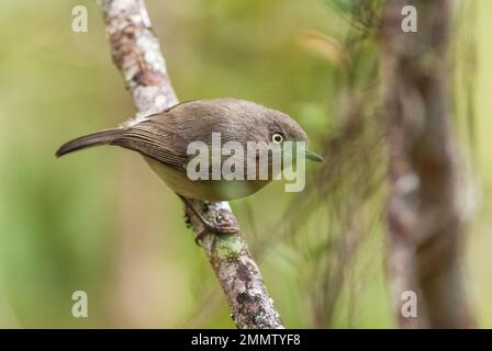 Common Newtonia - Newtonia brunneicauda, small brown shy bird from Madagascar dry forests, Kirindy. Stock Photo