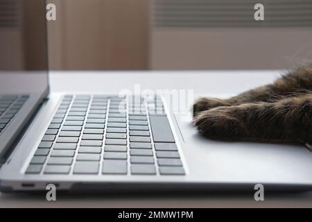 Cat using the computer. Cat Paw using Laptop. Side View Close Up. Home Office. Fluffy Feline Paws Typing on the Keyboard, Scrolling Swiping and Tappin Stock Photo