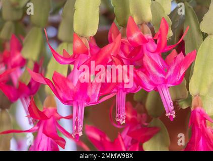 Brighten Your Holidays: Red Christmas Cactus in Full Bloom Stock Photo