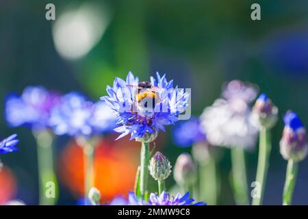 Honey bee pollinates centaurea flower, shallow focus, blurred background Stock Photo