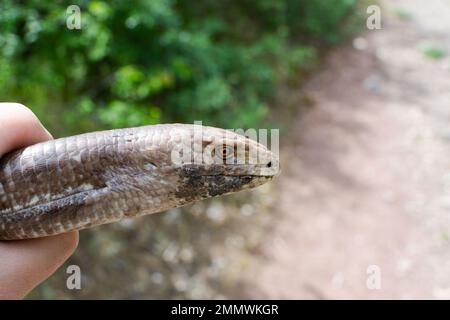 European legless lizard, Pseudopus apodus apodus, Sheltopusik. It's a non venomous reptile looks like a snake. Armenia Stock Photo