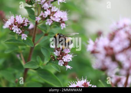 Herbs Origanum majorana in nature Stock Photo