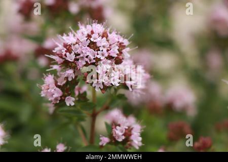 Herbs Origanum majorana in nature Stock Photo