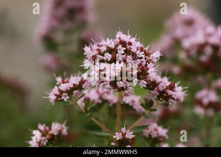 Herbs Origanum majorana in nature Stock Photo