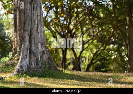 Trunk and big tree roots of one big tree with sun shining through tree on a meadow. Copy space for your text Stock Photo