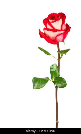 Red rose flower with clipping path, side view. Beautiful single red rose flower on stem with leaves isolated on white background. Stock Photo