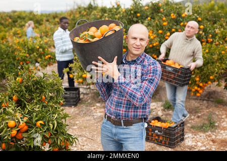 Workers picking mandarins in boxes on farm Stock Photo