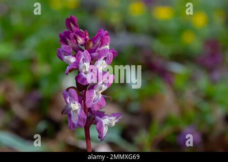 Hollow-root, Corydalis cava, blooming on the forest floor in a park during spring. Stock Photo