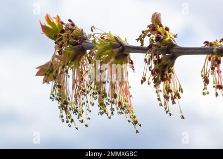 Young Maple leaves in spring,common name as Acer is a genus of trees and shrubs. Acer pseudoplatanus, or Acer platanoides, the most common maple speci Stock Photo