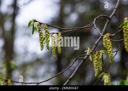 Blooming hornbeam, Carpinus betulus. Inflorescences and young leaves of hornbeam on the background of trunks and branches. Stock Photo