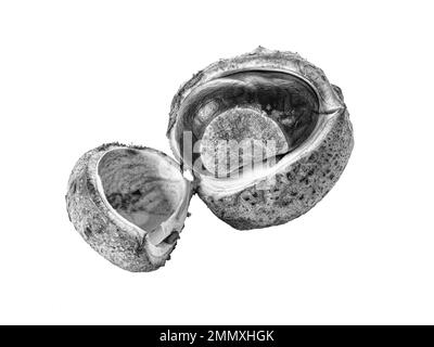 A black and white close up of a horse chestnut conker showing a partially open shell against a white background Stock Photo