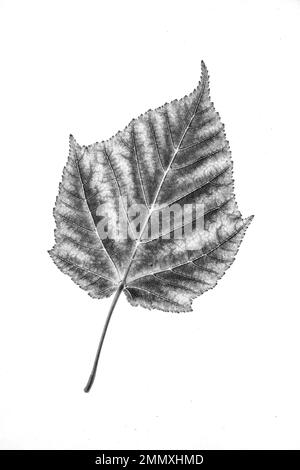 A black and white close up of a single snakebark maple leaf against a white background. Stock Photo