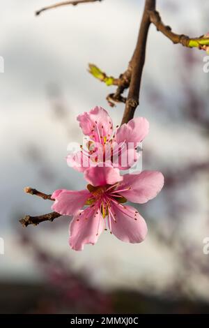 Pink Peach Flowers Blooming on Peach Tree in Blue Sky Background, selective focus. Stock Photo