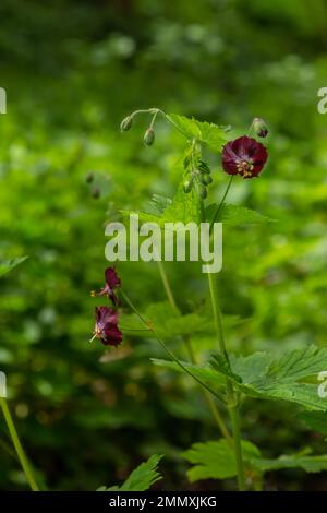 In the wild in the spring forest Geranium phaeum blooms. Stock Photo