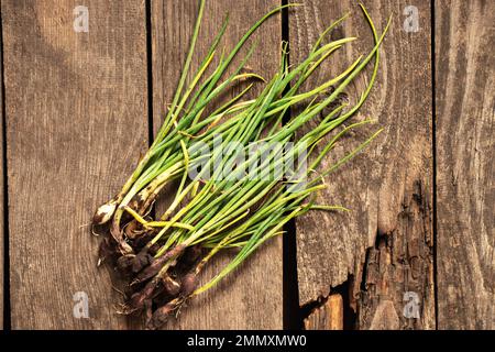 young green onions with roots in the mud lies on an old wooden table, green onions Stock Photo