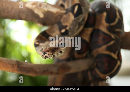 Brown boa constrictor on tree branch outdoors Stock Photo